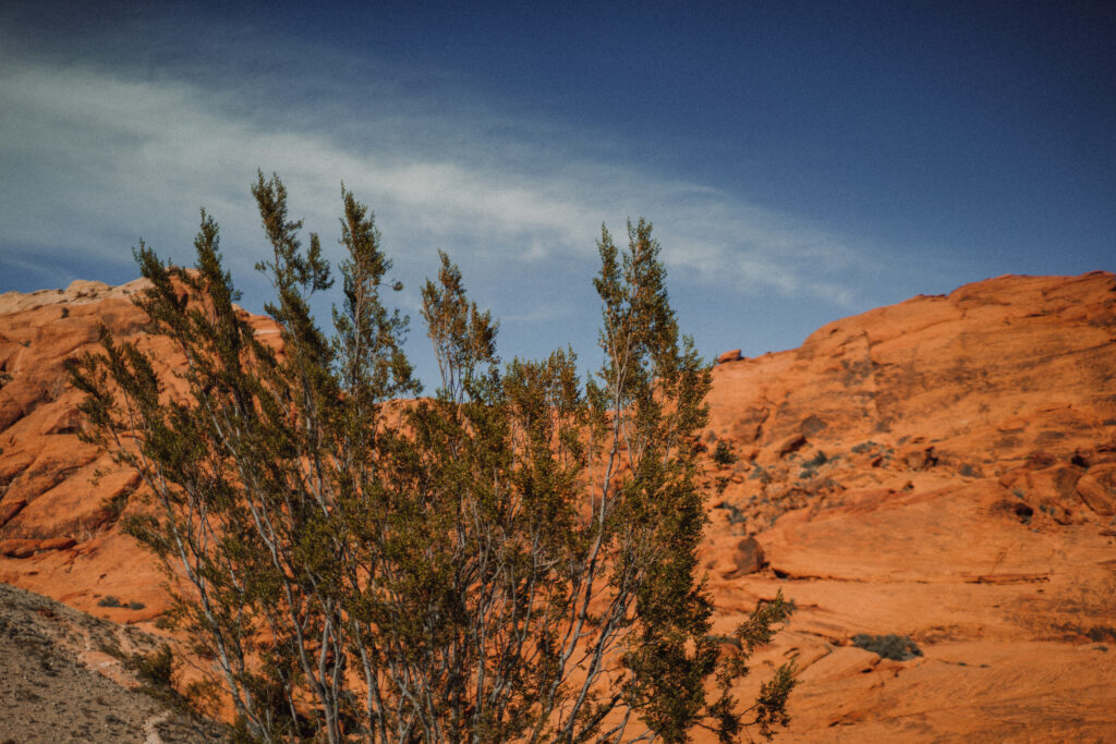 Nevada Adventure Elopement