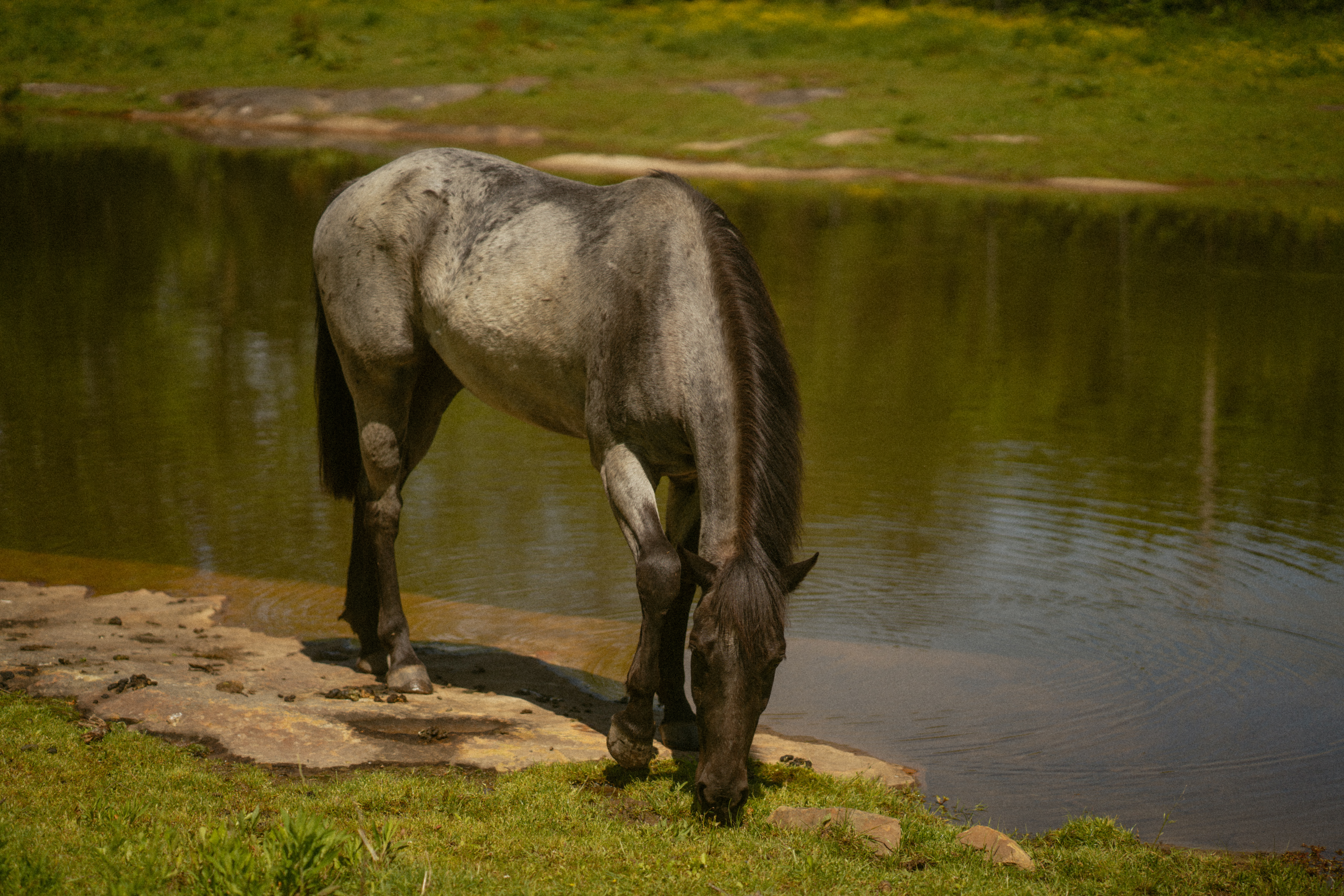 Blue Roan Hancock AQHA drinks from a pond in Tennessee